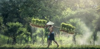 Era Digital, Kuatkan Investasi Di Sektor Pertanian